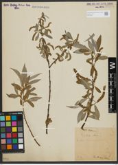 Foto von Salix alba L.